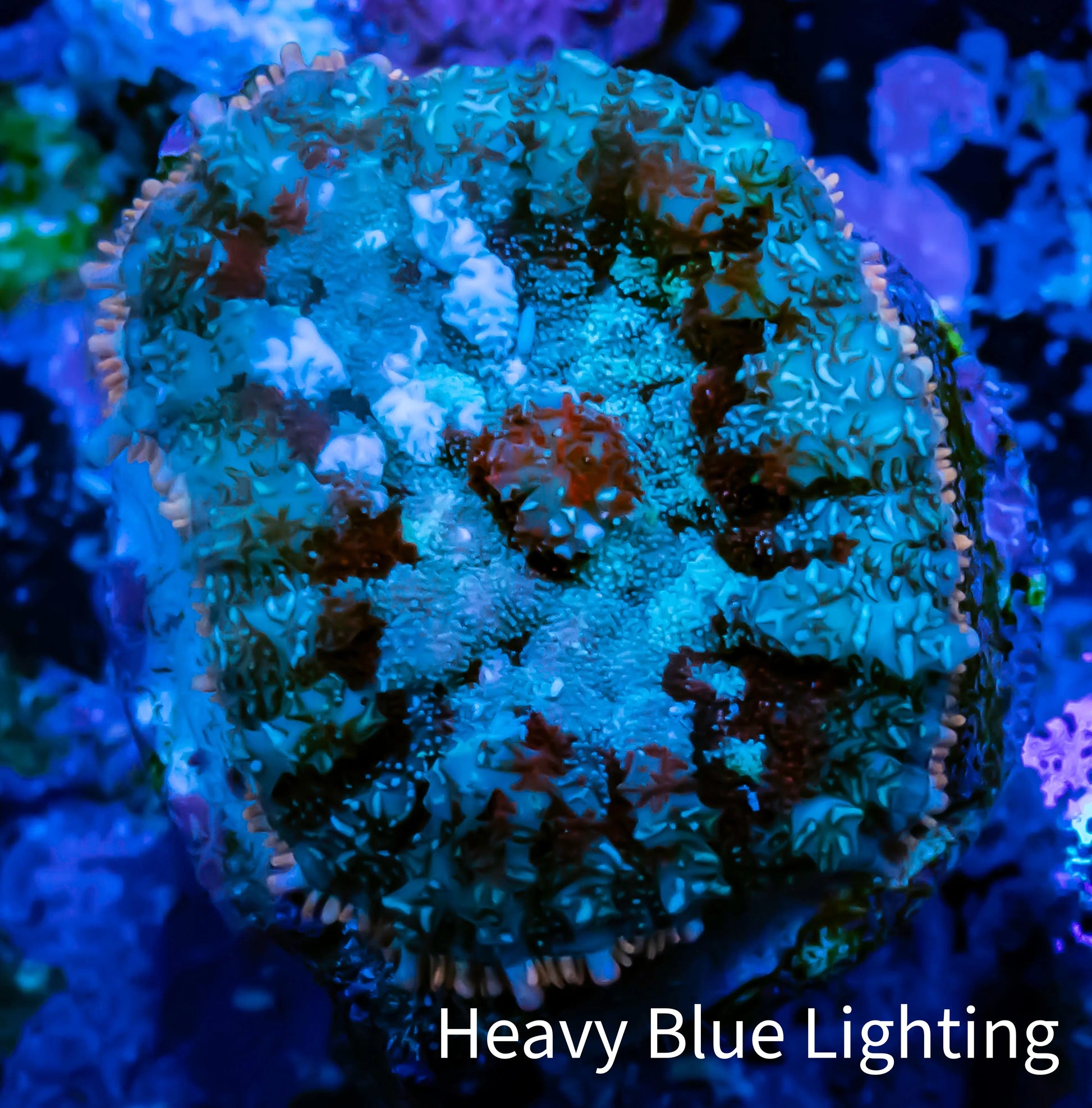 Rhodactis Coral -  WYSIWYG 2cm B10R1B2 Rhodactis Coral -  WYSIWYG 2cm B10R1B2 Animals & Pet Supplies Rhodactis Coral -  WYSIWYG 2cm B10R1B2 Zeo Box Reef