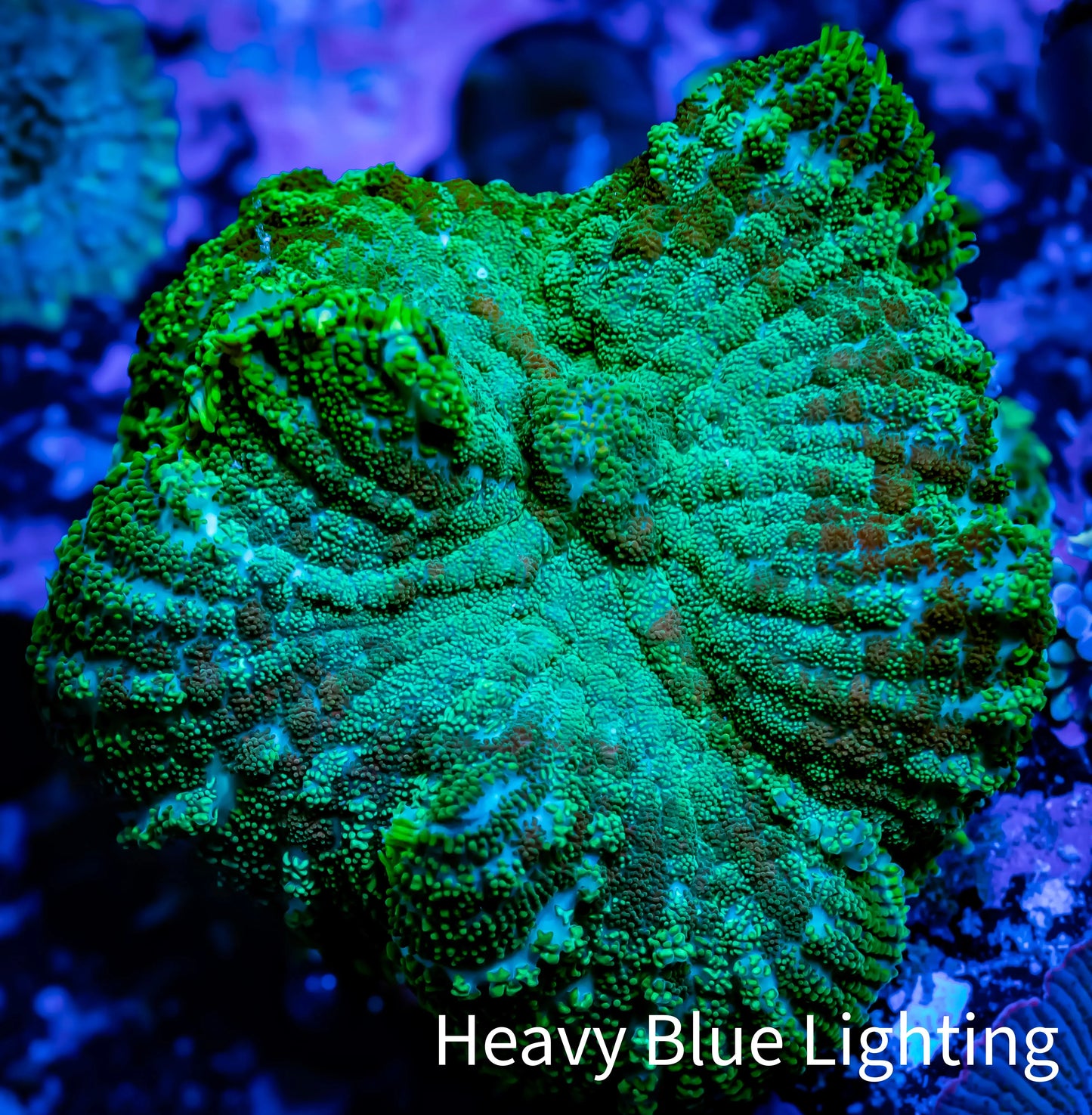 Rhodactis Coral WYSIWYG 2cm Rhodactis Coral WYSIWYG 2cm Animals & Pet Supplies Rhodactis Coral WYSIWYG 2cm Zeo Box Reef