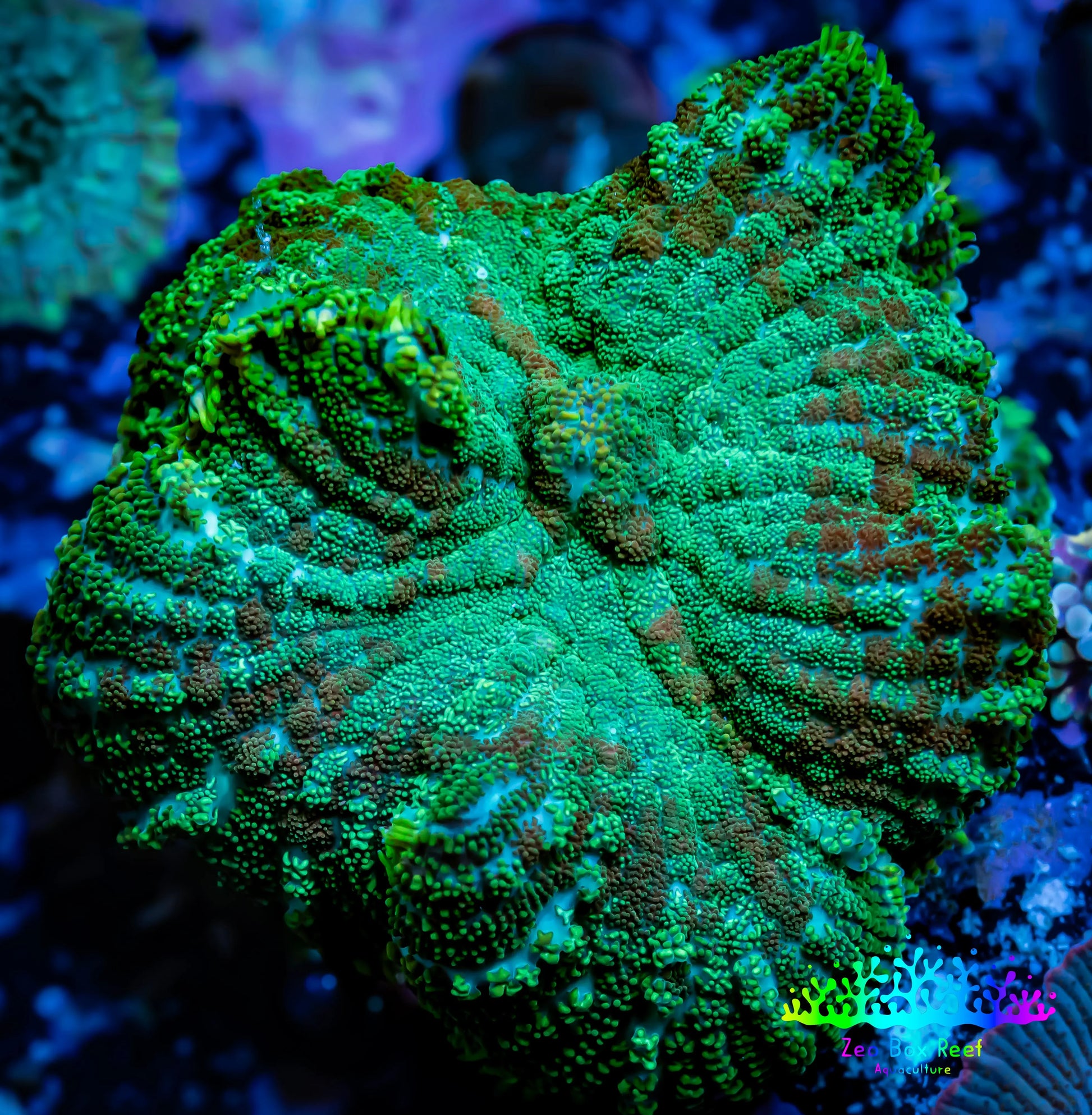 Rhodactis Coral WYSIWYG 2cm Rhodactis Coral WYSIWYG 2cm Animals & Pet Supplies Rhodactis Coral WYSIWYG 2cm Zeo Box Reef