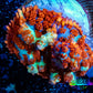 Rhodactis Coral - 🔮 Mystic Spore Rhodactis 2cm WYSIWYG Rhodactis Coral - 🔮 Mystic Spore Rhodactis 2cm WYSIWYG Animals & Pet Supplies Rhodactis Coral - 🔮 Mystic Spore Rhodactis 2cm WYSIWYG Zeo Box Reef