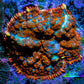 Rhodactis Coral - 🔮 Mystic Spore Rhodactis WYSIWYG 2cm Rhodactis Coral - 🔮 Mystic Spore Rhodactis WYSIWYG 2cm Animals & Pet Supplies Rhodactis Coral - 🔮 Mystic Spore Rhodactis WYSIWYG 2cm Zeo Box Reef