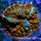 Rhodactis Coral - 🔮 Mystic Spore Rhodactis WYSIWYG 2cm Rhodactis Coral - 🔮 Mystic Spore Rhodactis WYSIWYG 2cm Animals & Pet Supplies Rhodactis Coral - 🔮 Mystic Spore Rhodactis WYSIWYG 2cm Zeo Box Reef
