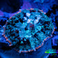 Rhodactis Coral - 🔮 WYSIWYG 2cm Rhodactis Coral - 🔮 WYSIWYG 2cm Animals & Pet Supplies Rhodactis Coral - 🔮 WYSIWYG 2cm Zeo Box Reef