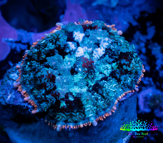 Rhodactis Coral - 🔮 WYSIWYG 2cm Rhodactis Coral - 🔮 WYSIWYG 2cm Animals & Pet Supplies Rhodactis Coral - 🔮 WYSIWYG 2cm Zeo Box Reef