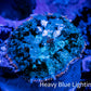 Rhodactis Coral - 🔮 WYSIWYG 2cm Rhodactis Coral - 🔮 WYSIWYG 2cm Animals & Pet Supplies Rhodactis Coral - 🔮 WYSIWYG 2cm Zeo Box Reef
