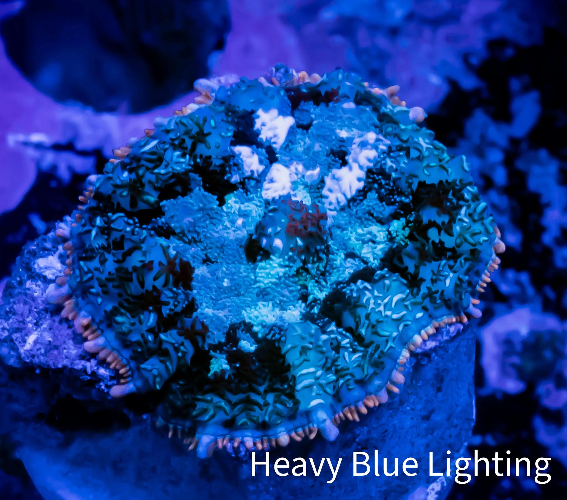 Rhodactis Coral - 🔮 WYSIWYG 2cm Rhodactis Coral - 🔮 WYSIWYG 2cm Animals & Pet Supplies Rhodactis Coral - 🔮 WYSIWYG 2cm Zeo Box Reef