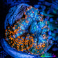 Rhodactis  - Rhodactis Coral WYSIWYG 1.5cm F1R1B1 Rhodactis  - Rhodactis Coral WYSIWYG 1.5cm F1R1B1 Animals & Pet Supplies Rhodactis  - Rhodactis Coral WYSIWYG 1.5cm F1R1B1 Zeo Box Reef