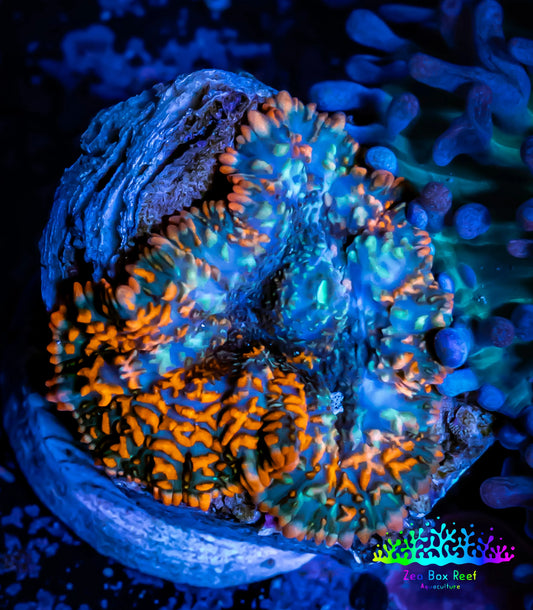 Rhodactis  - Rhodactis Coral WYSIWYG 1.5cm F1R1B1 Rhodactis  - Rhodactis Coral WYSIWYG 1.5cm F1R1B1 Animals & Pet Supplies Rhodactis  - Rhodactis Coral WYSIWYG 1.5cm F1R1B1 Zeo Box Reef