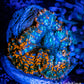 Rhodactis  - Rhodactis Coral WYSIWYG 1.5cm F1R1B1 Rhodactis  - Rhodactis Coral WYSIWYG 1.5cm F1R1B1 Animals & Pet Supplies Rhodactis  - Rhodactis Coral WYSIWYG 1.5cm F1R1B1 Zeo Box Reef