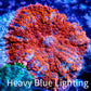 Rhodactis  - Superman Rhodactis Coral WYSIWYG 2cm B3R1B2 Rhodactis  - Superman Rhodactis Coral WYSIWYG 2cm B3R1B2 Animals & Pet Supplies Rhodactis  - Superman Rhodactis Coral WYSIWYG 2cm B3R1B2 Zeo Box Reef