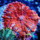 Rhodactis  - Superman Rhodactis Coral WYSIWYG 2cm B3R1B2 Rhodactis  - Superman Rhodactis Coral WYSIWYG 2cm B3R1B2 Animals & Pet Supplies Rhodactis  - Superman Rhodactis Coral WYSIWYG 2cm B3R1B2 Zeo Box Reef