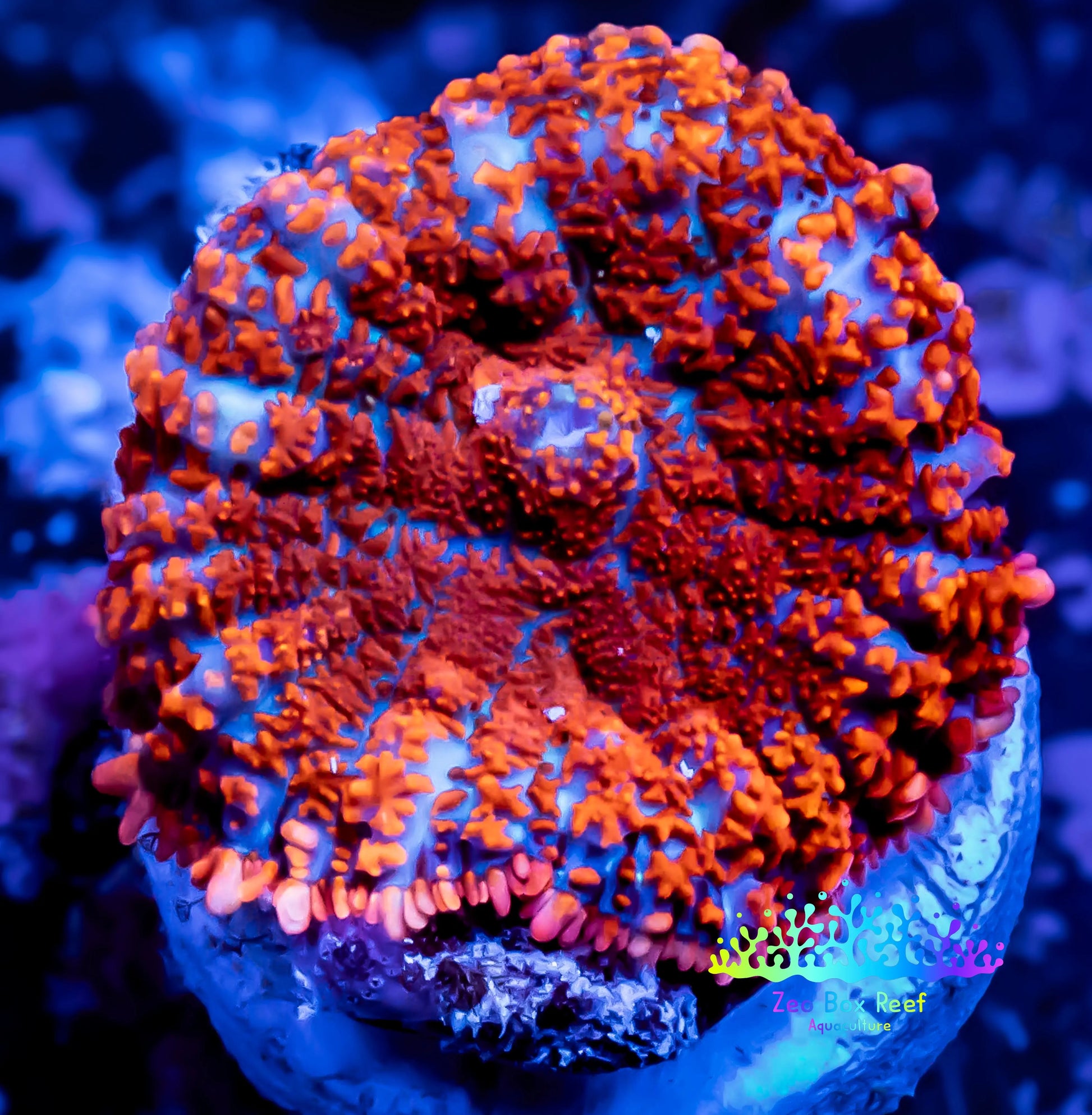 Rhodactis  - Superman Rhodactis Coral WYSIWYG 2cm E3R1B2 Rhodactis  - Superman Rhodactis Coral WYSIWYG 2cm E3R1B2 Animals & Pet Supplies Rhodactis  - Superman Rhodactis Coral WYSIWYG 2cm E3R1B2 Zeo Box Reef