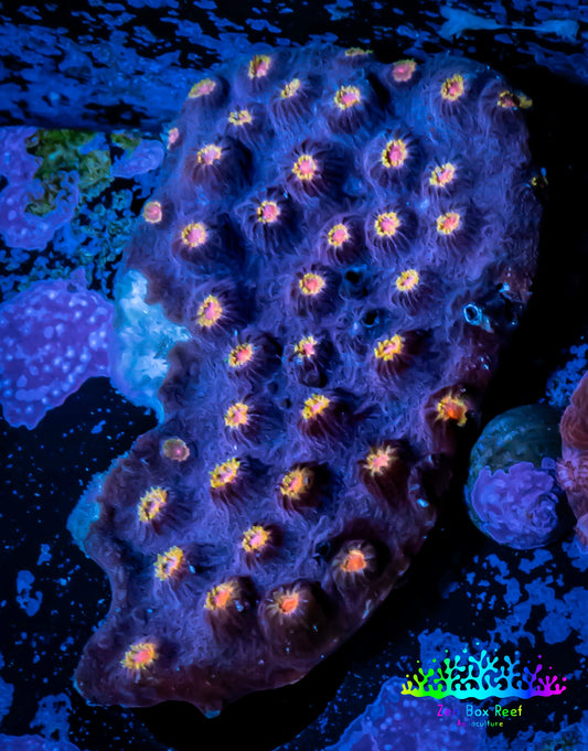 SPS Coral- Cyphastrea - WYSIWYG 5cm SPS Coral- Cyphastrea - WYSIWYG 5cm SPS SPS Coral- Cyphastrea - WYSIWYG 5cm Zeo Box Reef