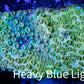 SPS Coral- Cyphastrea - WYSIWYG 6cm SPS Coral- Cyphastrea - WYSIWYG 6cm SPS SPS Coral- Cyphastrea - WYSIWYG 6cm Zeo Box Reef