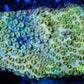 SPS Coral- Cyphastrea - WYSIWYG 6cm SPS Coral- Cyphastrea - WYSIWYG 6cm SPS SPS Coral- Cyphastrea - WYSIWYG 6cm Zeo Box Reef