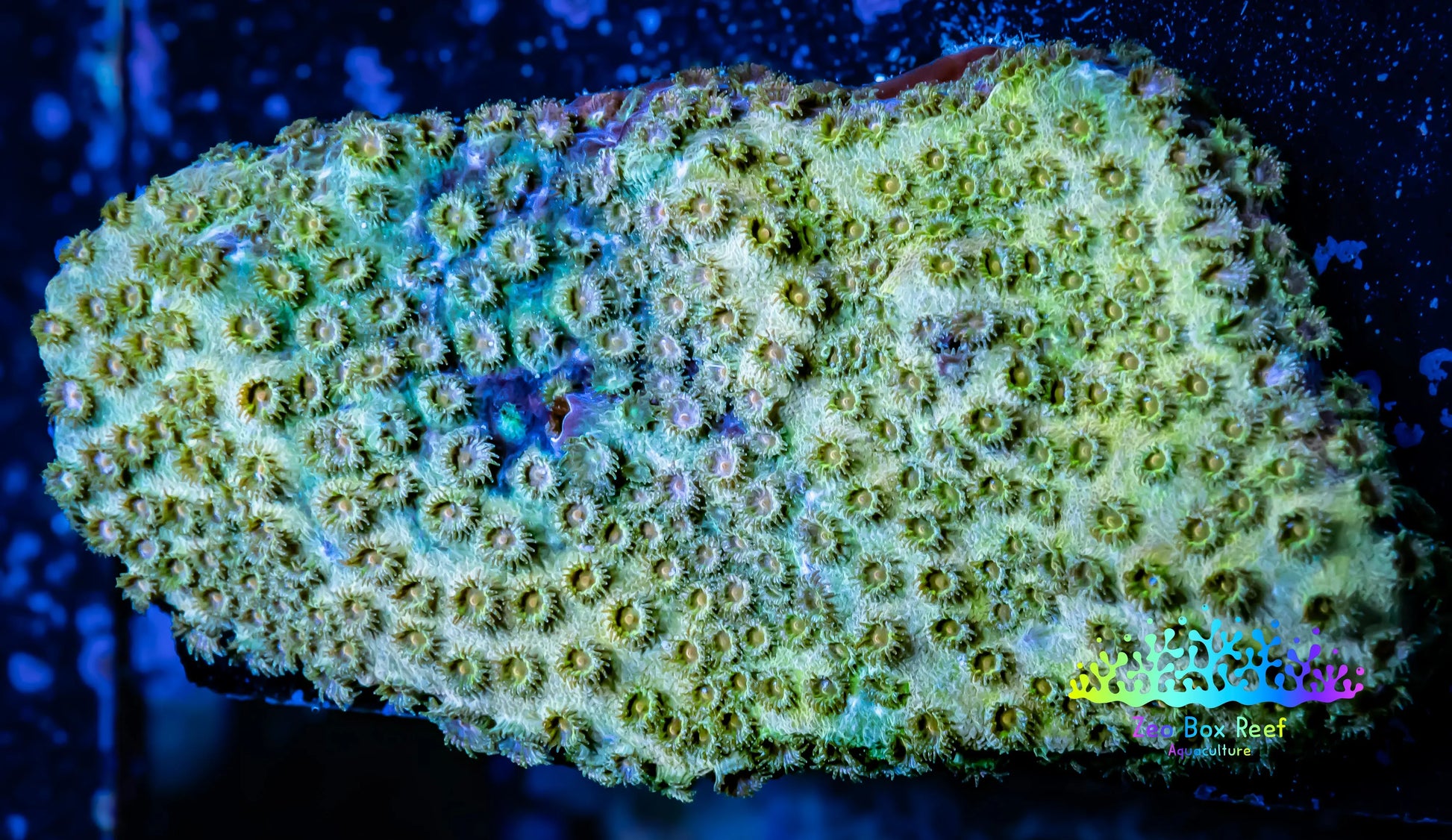 SPS Coral- Cyphastrea - WYSIWYG 6cm SPS Coral- Cyphastrea - WYSIWYG 6cm SPS SPS Coral- Cyphastrea - WYSIWYG 6cm Zeo Box Reef