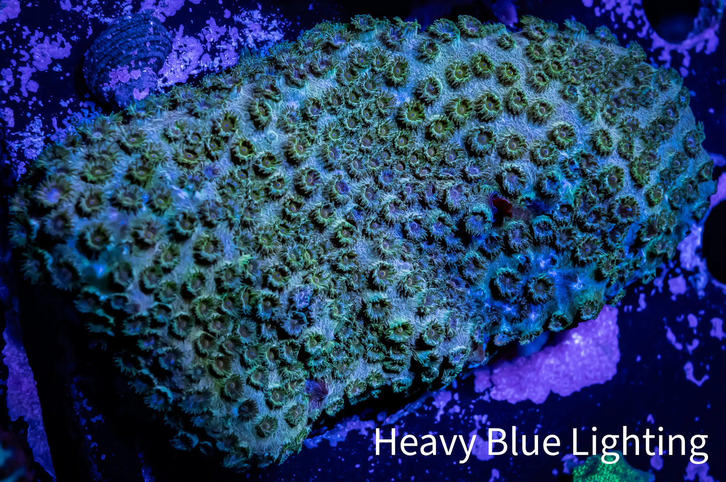 SPS Coral- Cyphastrea - WYSIWYG 6cm SPS Coral- Cyphastrea - WYSIWYG 6cm SPS SPS Coral- Cyphastrea - WYSIWYG 6cm Zeo Box Reef