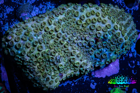 SPS Coral- Cyphastrea - WYSIWYG 6cm SPS Coral- Cyphastrea - WYSIWYG 6cm SPS SPS Coral- Cyphastrea - WYSIWYG 6cm Zeo Box Reef