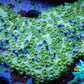 SPS Coral- Cyphastrea - WYSIWYG 7cm SPS Coral- Cyphastrea - WYSIWYG 7cm SPS SPS Coral- Cyphastrea - WYSIWYG 7cm Zeo Box Reef