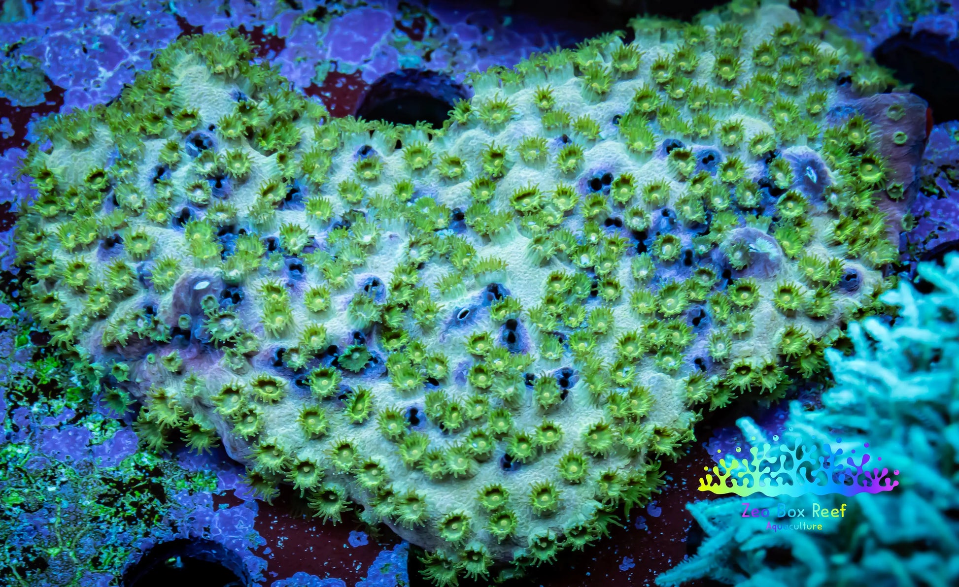 SPS Coral- Cyphastrea - WYSIWYG 7cm SPS Coral- Cyphastrea - WYSIWYG 7cm SPS SPS Coral- Cyphastrea - WYSIWYG 7cm Zeo Box Reef