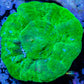 Scolymia Australis-   Scoly Coral 4cm WYSIWYG Scolymia Australis-   Scoly Coral 4cm WYSIWYG LPS Scolymia Australis-   Scoly Coral 4cm WYSIWYG Zeo Box Reef