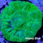 Scolymia Australis-   Scoly Coral 4cm WYSIWYG Scolymia Australis-   Scoly Coral 4cm WYSIWYG LPS Scolymia Australis-   Scoly Coral 4cm WYSIWYG Zeo Box Reef