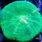 Scolymia Australis-  Scoly Coral 4cm WYSIWYG Scolymia Australis-  Scoly Coral 4cm WYSIWYG LPS Scolymia Australis-  Scoly Coral 4cm WYSIWYG Zeo Box Reef