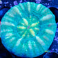 Scolymia Australis- Scoly Coral 3cm WYSIWYG Scolymia Australis- Scoly Coral 3cm WYSIWYG LPS Scolymia Australis- Scoly Coral 3cm WYSIWYG Zeo Box Reef