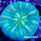 Scolymia Australis- Scoly Coral 3cm WYSIWYG Scolymia Australis- Scoly Coral 3cm WYSIWYG LPS Scolymia Australis- Scoly Coral 3cm WYSIWYG Zeo Box Reef