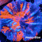 Scolymia Australis- Ultra Double Head Superman  Scoly Coral 4cm WYSIWYG Scolymia Australis- Ultra Double Head Superman  Scoly Coral 4cm WYSIWYG LPS Scolymia Australis- Ultra Double Head Superman  Scoly Coral 4cm WYSIWYG Zeo Box Reef