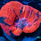 Scolymia Australis-  Scoly Frag WYSIWYG 2.5cm Scolymia Australis-  Scoly Frag WYSIWYG 2.5cm LPS Scolymia Australis-  Scoly Frag WYSIWYG 2.5cm Zeo Box Reef