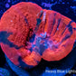 Scolymia Australis-  Scoly Frag WYSIWYG 2.5cm Scolymia Australis-  Scoly Frag WYSIWYG 2.5cm LPS Scolymia Australis-  Scoly Frag WYSIWYG 2.5cm Zeo Box Reef