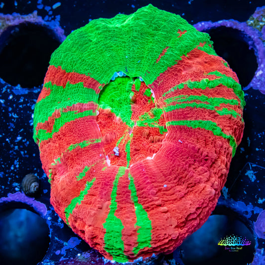 Scolymia arcoíris de sangrado