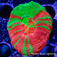Scolymia Australis- Ultra Bleeding Apple Scoly Coral 4cm WYSIWYG Scolymia Australis- Ultra Bleeding Apple Scoly Coral 4cm WYSIWYG LPS Scolymia Australis- Ultra Bleeding Apple Scoly Coral 4cm WYSIWYG Zeo Box Reef