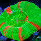 Scolymia Australis- Ultra Bleeding Apple Scoly Coral 4cm WYSIWYG Scolymia Australis- Ultra Bleeding Apple Scoly Coral 4cm WYSIWYG LPS Scolymia Australis- Ultra Bleeding Apple Scoly Coral 4cm WYSIWYG Zeo Box Reef