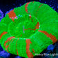 Scolymia Australis- Ultra Bleeding Apple Scoly Coral 4cm WYSIWYG Scolymia Australis- Ultra Bleeding Apple Scoly Coral 4cm WYSIWYG LPS Scolymia Australis- Ultra Bleeding Apple Scoly Coral 4cm WYSIWYG Zeo Box Reef