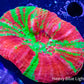 Scolymia Australis- Ultra Bleeding Apple  Scoly Coral 6cm WYSIWYG Scolymia Australis- Ultra Bleeding Apple  Scoly Coral 6cm WYSIWYG LPS Scolymia Australis- Ultra Bleeding Apple  Scoly Coral 6cm WYSIWYG Zeo Box Reef