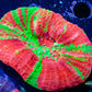 Scolymia Australis- Ultra Bleeding Apple  Scoly Coral 6cm WYSIWYG Scolymia Australis- Ultra Bleeding Apple  Scoly Coral 6cm WYSIWYG LPS Scolymia Australis- Ultra Bleeding Apple  Scoly Coral 6cm WYSIWYG Zeo Box Reef