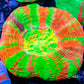 Scolymia Australis- Ultra Master  Scoly Coral 5.5cm WYSIWYG Scolymia Australis- Ultra Master  Scoly Coral 5.5cm WYSIWYG LPS Scolymia Australis- Ultra Master  Scoly Coral 5.5cm WYSIWYG Zeo Box Reef