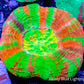 Scolymia Australis- Ultra Master  Scoly Coral 5.5cm WYSIWYG Scolymia Australis- Ultra Master  Scoly Coral 5.5cm WYSIWYG LPS Scolymia Australis- Ultra Master  Scoly Coral 5.5cm WYSIWYG Zeo Box Reef