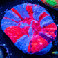 Scolymia Australis- Ultra SuperMan   Scoly Coral 5cm WYSIWYG Scolymia Australis- Ultra SuperMan   Scoly Coral 5cm WYSIWYG LPS Scolymia Australis- Ultra SuperMan   Scoly Coral 5cm WYSIWYG Zeo Box Reef