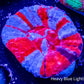 Scolymia Australis- Ultra SuperMan   Scoly Coral 5cm WYSIWYG Scolymia Australis- Ultra SuperMan   Scoly Coral 5cm WYSIWYG LPS Scolymia Australis- Ultra SuperMan   Scoly Coral 5cm WYSIWYG Zeo Box Reef