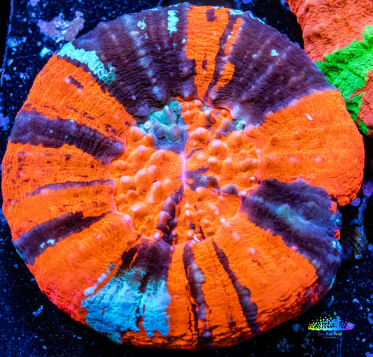 Scolymia Australis- Ultra War Paint   Scoly Coral 5cm WYSIWYG Scolymia Australis- Ultra War Paint   Scoly Coral 5cm WYSIWYG LPS Scolymia Australis- Ultra War Paint   Scoly Coral 5cm WYSIWYG Zeo Box Reef