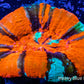 Scolymia Australis- Ultra War Paint   Scoly Coral 5cm WYSIWYG Scolymia Australis- Ultra War Paint   Scoly Coral 5cm WYSIWYG LPS Scolymia Australis- Ultra War Paint   Scoly Coral 5cm WYSIWYG Zeo Box Reef