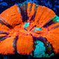 Scolymia Australis- Ultra War Paint   Scoly Coral 5cm WYSIWYG Scolymia Australis- Ultra War Paint   Scoly Coral 5cm WYSIWYG LPS Scolymia Australis- Ultra War Paint   Scoly Coral 5cm WYSIWYG Zeo Box Reef