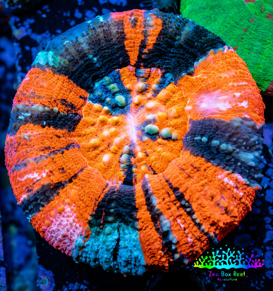 Scolymia Australis- Ultra War Paint   Scoly Coral 5cm WYSIWYG Scolymia Australis- Ultra War Paint   Scoly Coral 5cm WYSIWYG LPS Scolymia Australis- Ultra War Paint   Scoly Coral 5cm WYSIWYG Zeo Box Reef