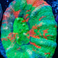 Scolymia Australis- War Paint Scoly Coral 3cm WYSIWYG Scolymia Australis- War Paint Scoly Coral 3cm WYSIWYG LPS Scolymia Australis- War Paint Scoly Coral 3cm WYSIWYG Zeo Box Reef