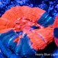 Scolymia Australis- War Paint Scoly Coral 3cm WYSIWYG Scolymia Australis- War Paint Scoly Coral 3cm WYSIWYG LPS Scolymia Australis- War Paint Scoly Coral 3cm WYSIWYG Zeo Box Reef