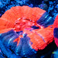 Scolymia Australis- War Paint Scoly Coral 3cm WYSIWYG Scolymia Australis- War Paint Scoly Coral 3cm WYSIWYG LPS Scolymia Australis- War Paint Scoly Coral 3cm WYSIWYG Zeo Box Reef