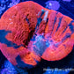 Scolymia Australis- War Paint Scoly Coral 3cm WYSIWYG Scolymia Australis- War Paint Scoly Coral 3cm WYSIWYG LPS Scolymia Australis- War Paint Scoly Coral 3cm WYSIWYG Zeo Box Reef